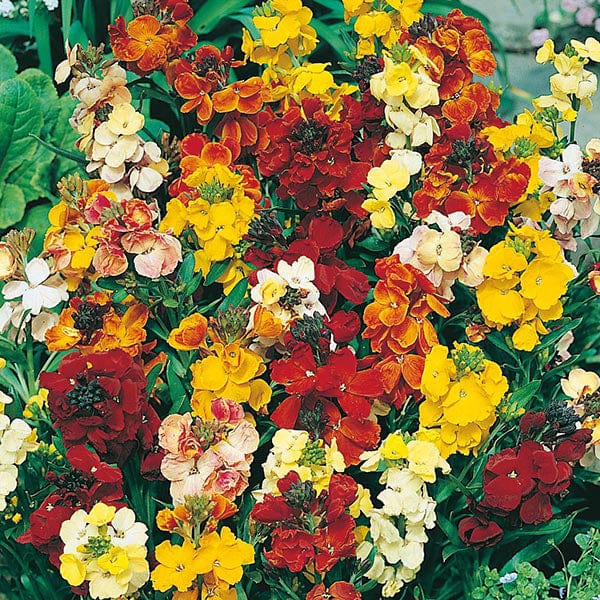Wallflower Monarch Fair Lady Mix Seeds from Mr Fothergill's Seeds and Plants