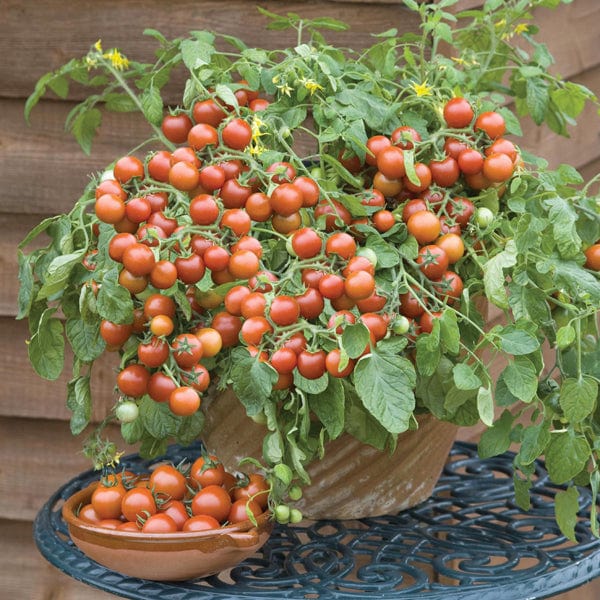 cherry tomato plant seeds Tomato (Cherry) Cherry Falls Seeds from Mr Fothergill's Seeds and Plants