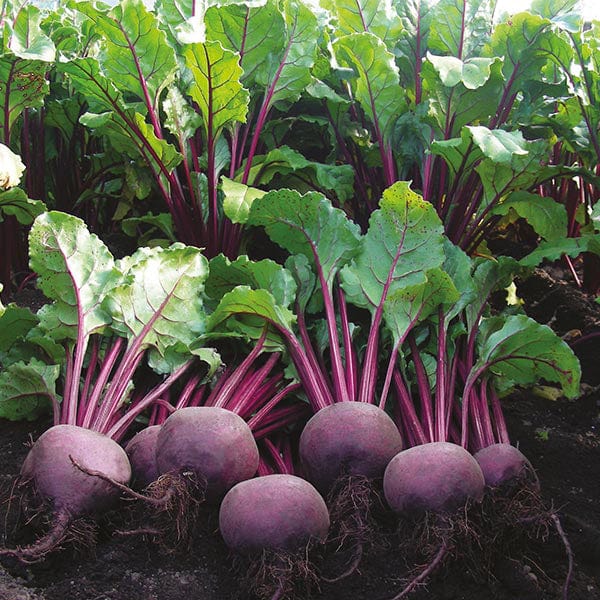 Beetroot Moulin Rouge Seeds from Mr Fothergill's Seeds and Plants