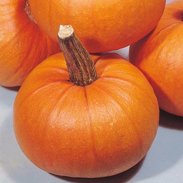 where to buy pumpkin seeds for planting near me Pumpkin Small Sugar Seeds from Mr Fothergill's Seeds and Plants