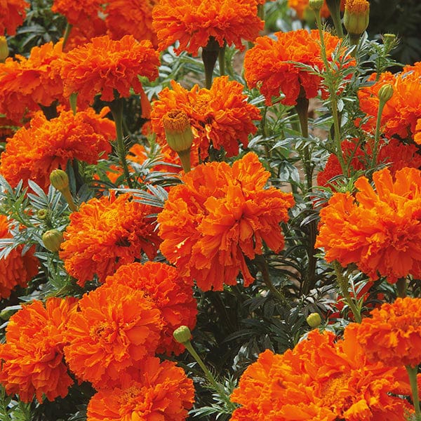 african marigold seeds Marigold (African) Kees' Orange Seeds from Mr Fothergill's Seeds and Plants