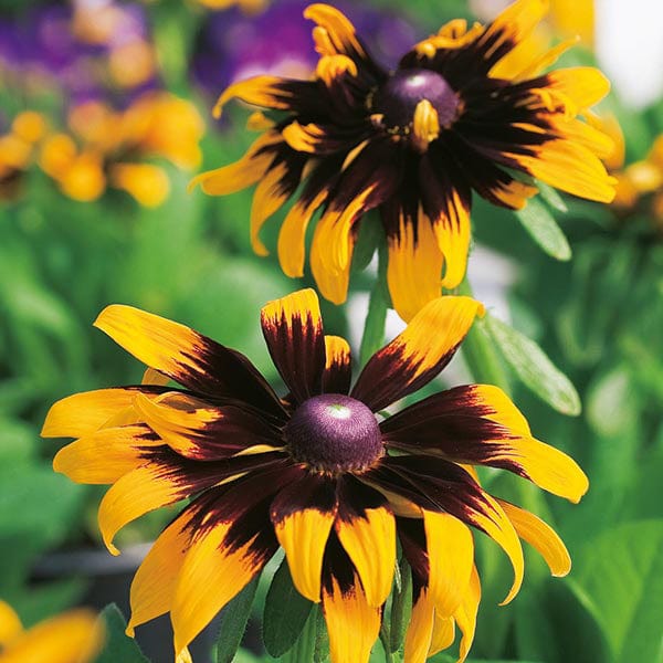 flower seeds rf5 Rudbeckia Aries Seeds from Mr Fothergill's Seeds and Plants