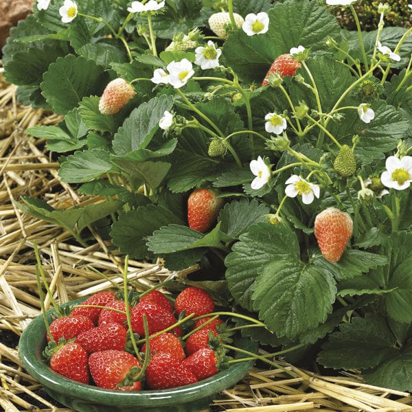 strawberry seeds usa Strawberry Delican F1 Seeds