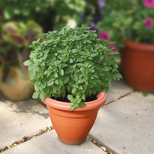 Basil Piccolino Seeds