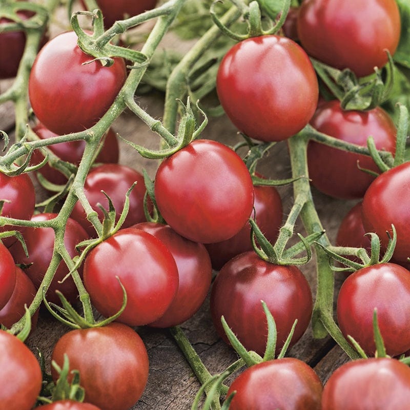 Tomato (Cherry) Black Opal Seeds from Mr Fothergill's Seeds and Plants