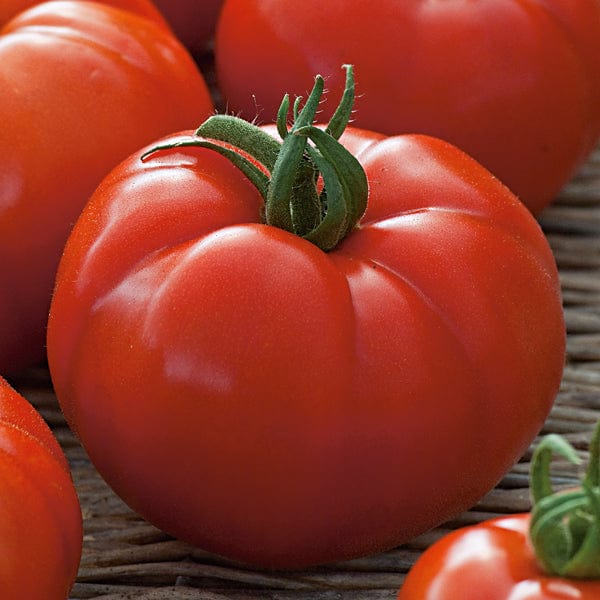 Tomato (Beefsteak) Country Taste F1 Seeds