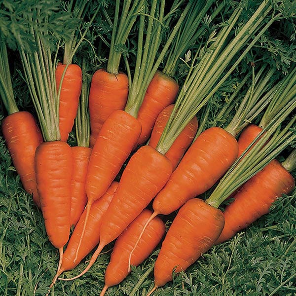 Carrot Burpees Short n Sweet Seeds from Mr Fothergill's Seeds and Plants