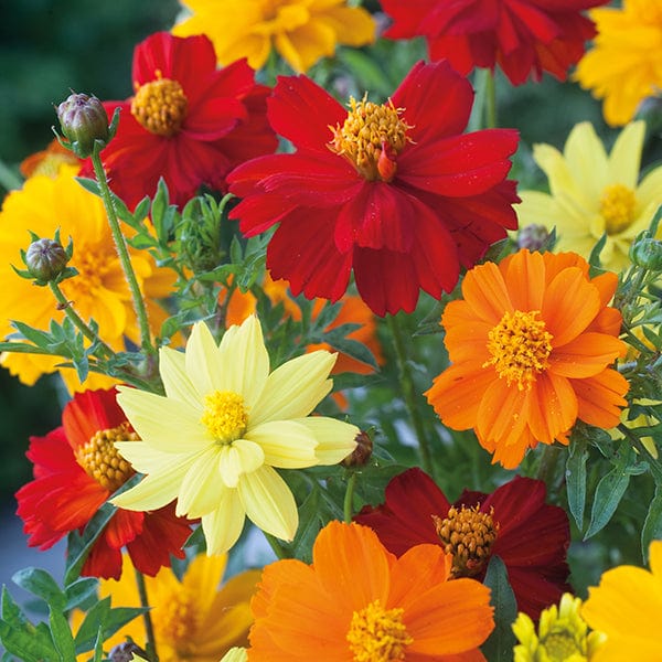 flower seeds in pakistan Cosmos Brightness Mixed Seeds from Mr Fothergill's Seeds and Plants