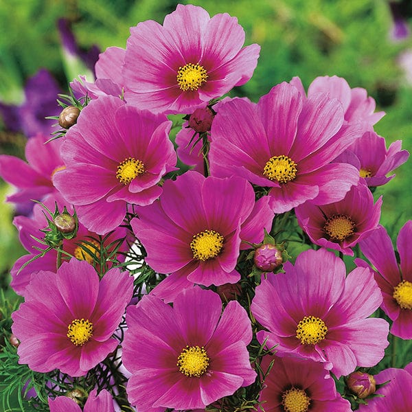 green rose seeds Cosmos Tetra Versailles Dark Rose Seeds from Mr Fothergill's Seeds and Plants