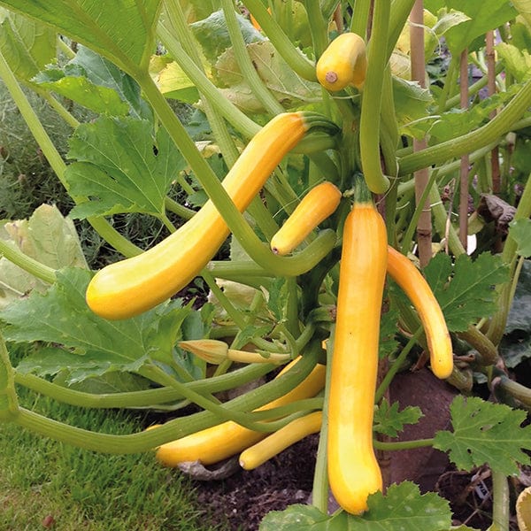 courgette seed planting Courgette Shooting Star F1 Seeds from Mr Fothergill's Seeds and Plants