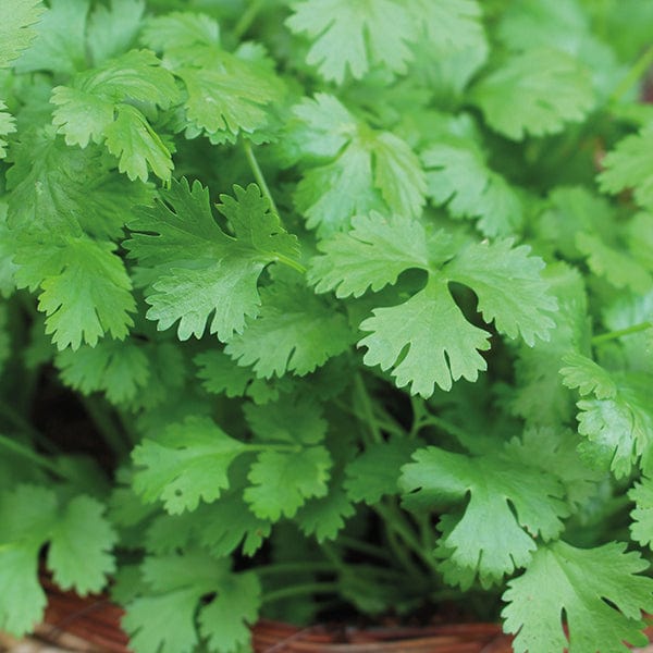 coriander plants from seeds Coriander Cilantro for Leaf Seeds From Mr Fothergills Seeds and Plants