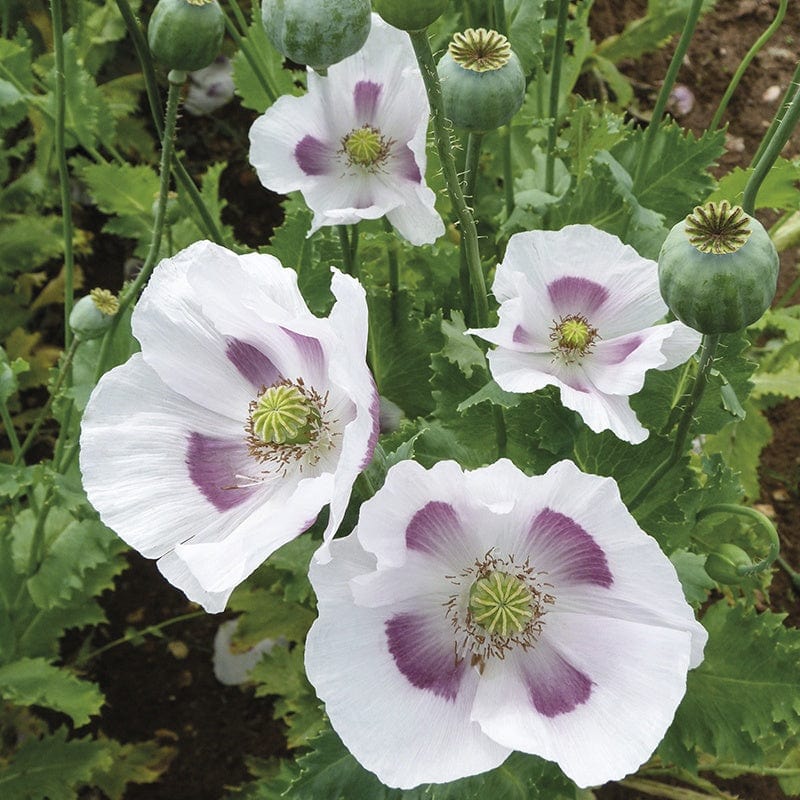 opium flower seeds Poppy Maanzaad (bread seed) from Mr Fothergills Seeds