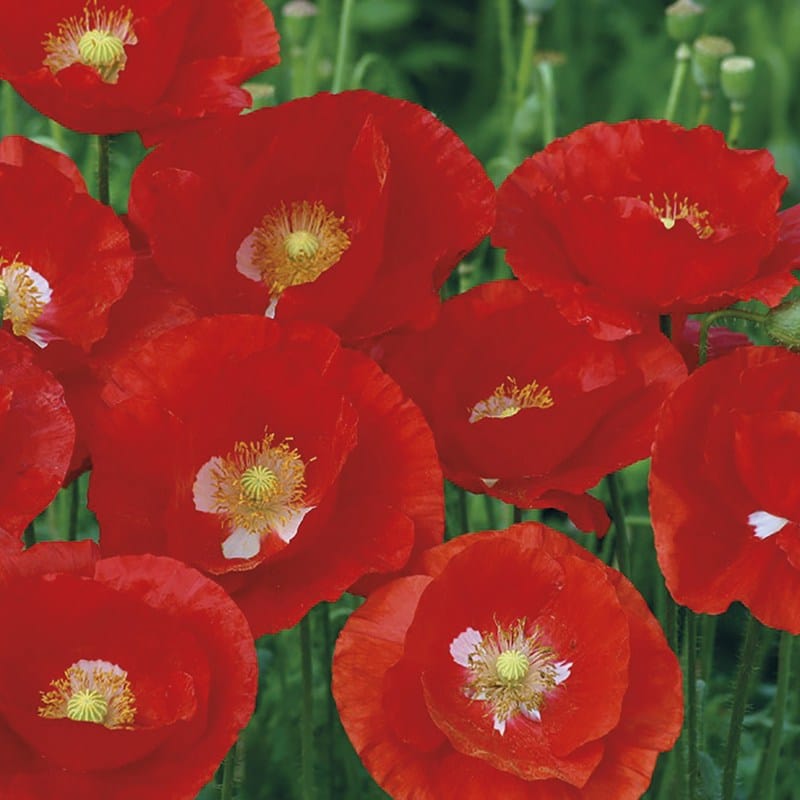 Poppy American Legion from Mr Fothergills Seeds