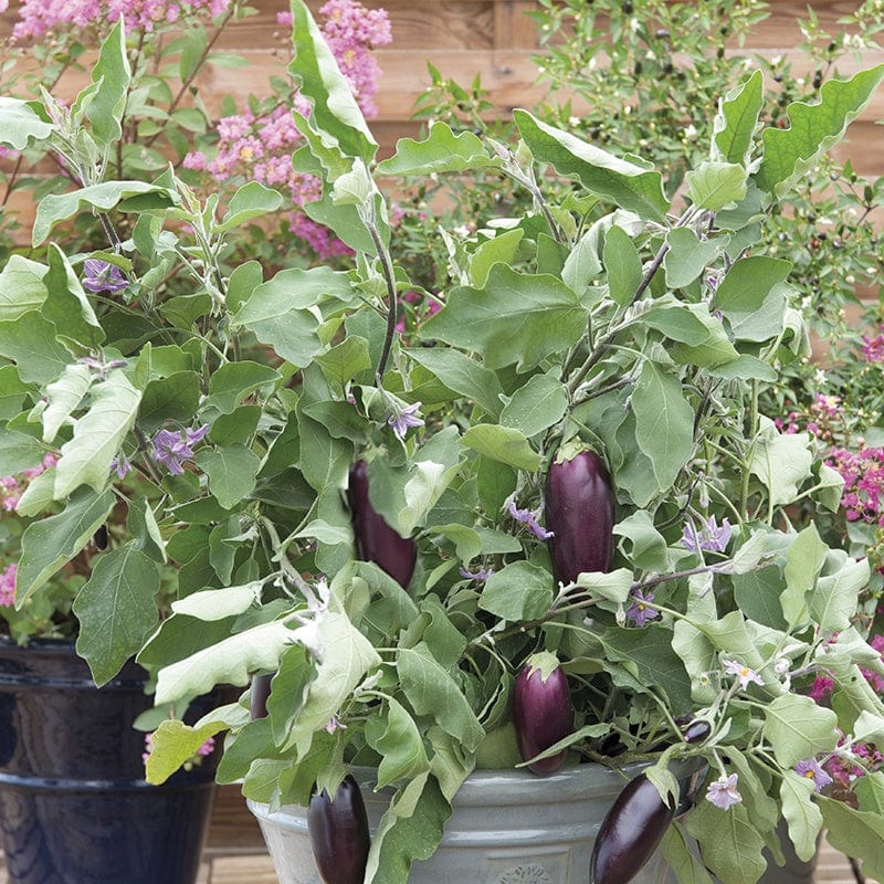 Aubergine Jewel Jet F1 Seeds From Mr Fothergills Seeds and Plants