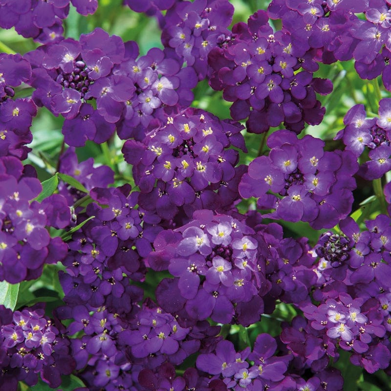 Candytuft Purple Rain From Mr Fothergills Seeds and Plants
