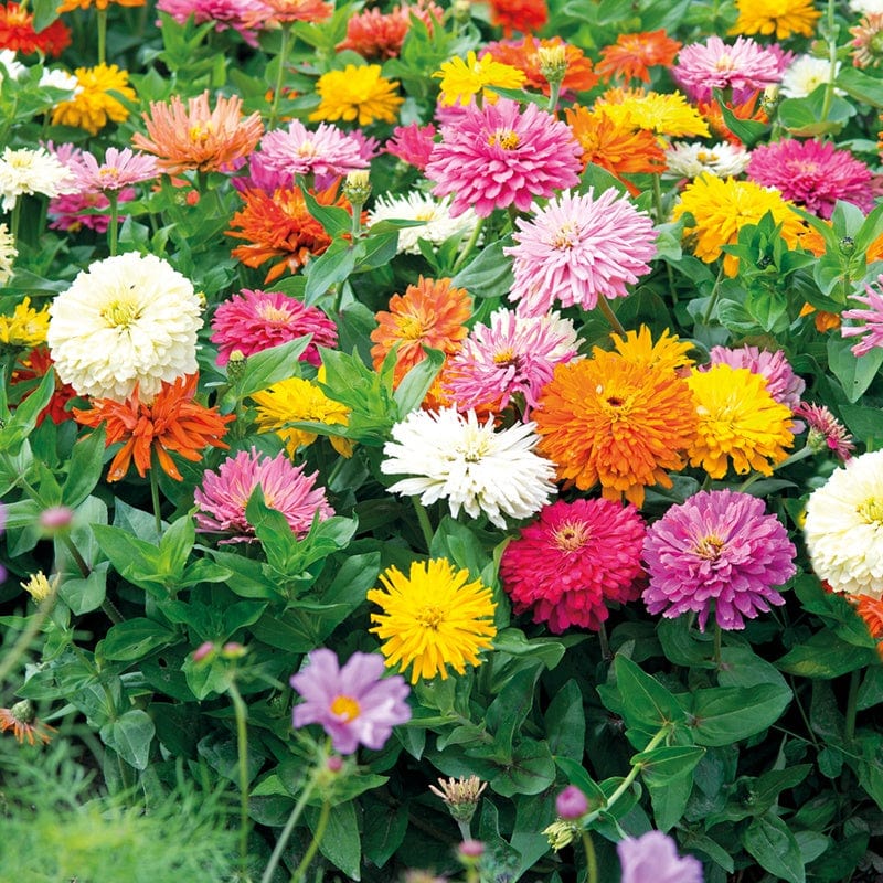 zinnia flower seed mix Zinnia Choice Mixed From Mr Fothergills Seeds and Plants