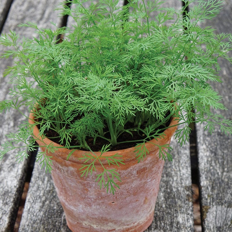 house plant that looks like dill Dill Dwarf Nano Herb Seeds
