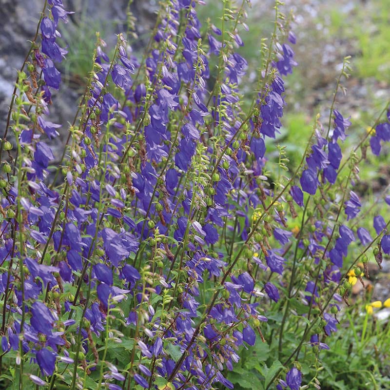 tibetan bell flower seeds for sale Bellflower Wildflower Seeds From Mr Fothergills Seeds and Plants