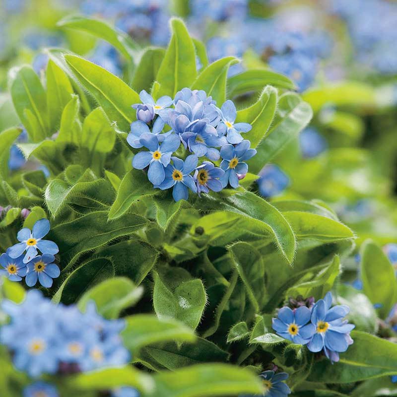 plant forget me not seeds Forget Me Not Field Wildflower Seeds