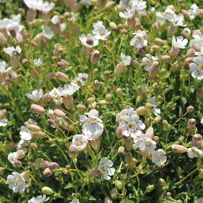 campion flower seeds for sale Sea Campion Wildflower Seeds