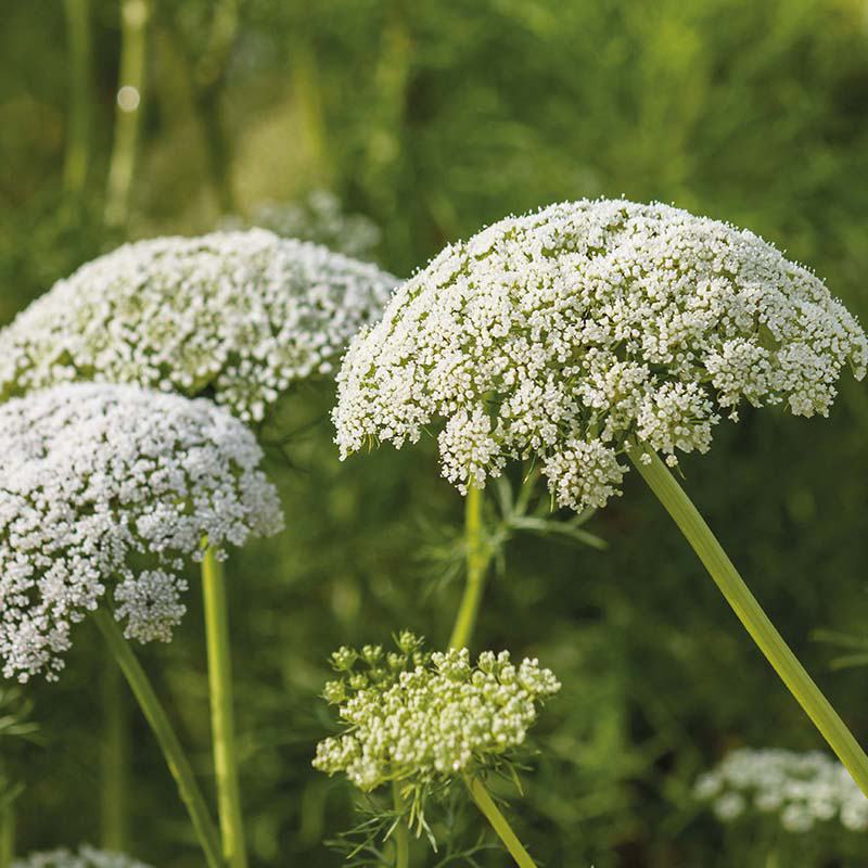 carrot plant seeds Wild Carrot Wildflower Seeds From Mr Fothergills Seeds and Plants