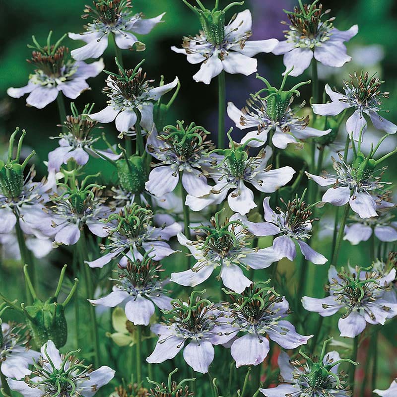 Nigella Black Caraway Seeds From Mr Fothergills Seeds and Plants