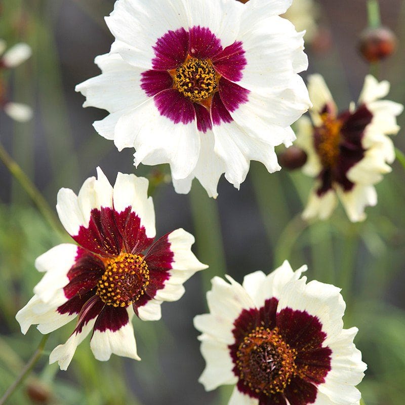 plant coreopsis seeds Coreopsis Incredible! Swirl Seeds