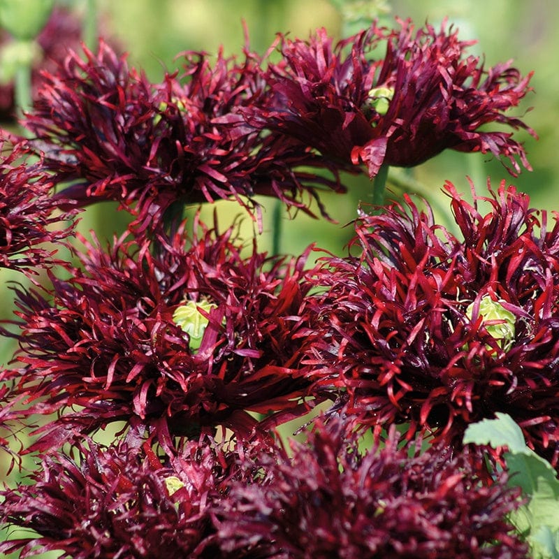 swan flower seeds Poppy Black Swan Flower Seeds