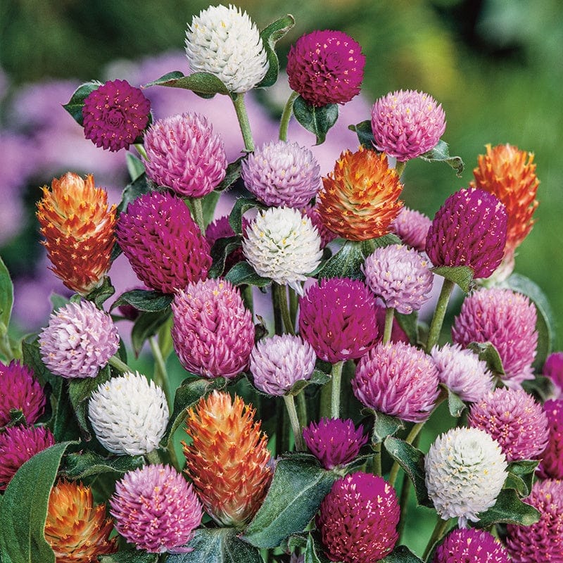 Gomphrena Mixed Slower Seeds