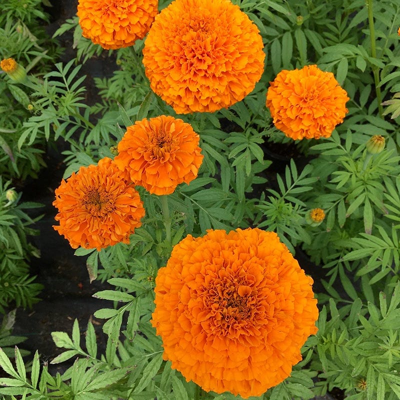 marigold seeds the forest Marigold (African) Orange Beast F1 Seeds