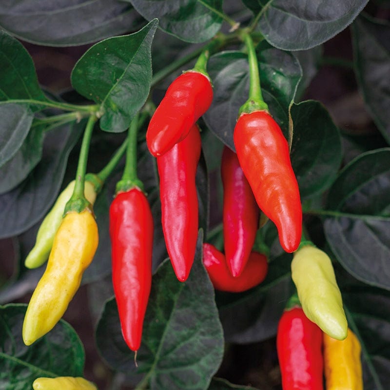 Pepper (Hot) Tabasco Vegetable Seeds From Mr Fothergill's Seeds and Plants