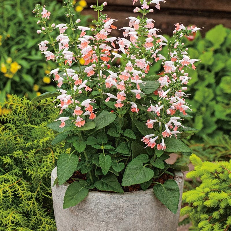 summer seeds flower Salvia Summer Jewel Pink Flower Seeds From Mr Fothergill's Seeds and Plants