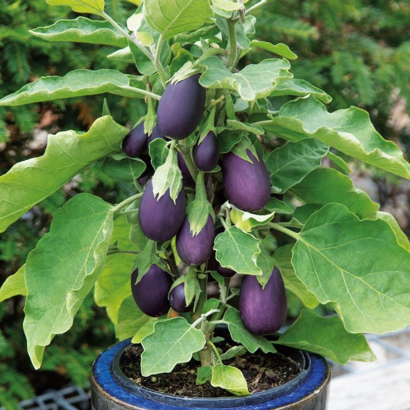 Aubergine Baby Jack Seeds from Mr Fothergill's