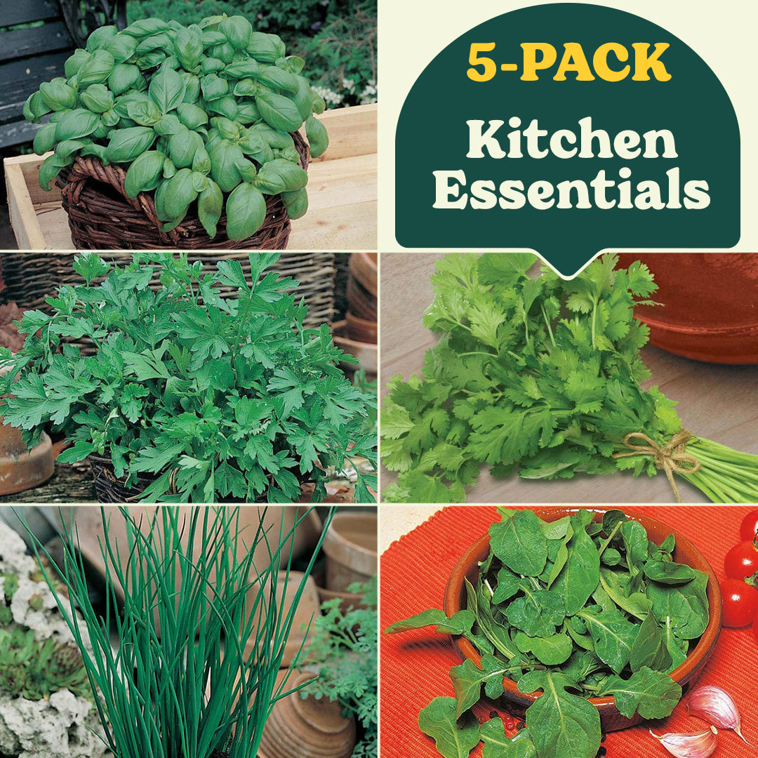 Grow Your Own Herbs Kitchen Essentials Collection (5-Pack)
