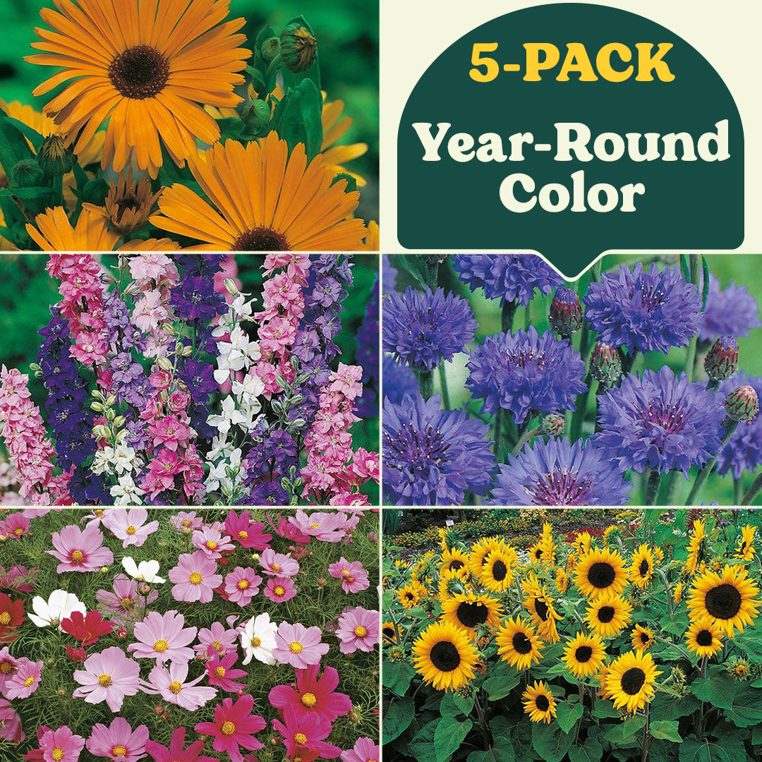 Year Round Color Perennial Flower Mix Collection (5-Pack)