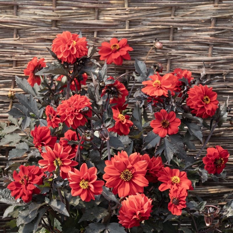 red flower with black seeds Dahlia Black Forest Ruby Seeds