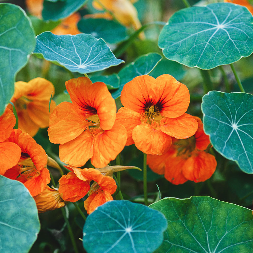 best indoor plants for alaska Nasturtium Alaska Mixed Seeds from Mr Fothergill's Seeds and Plants