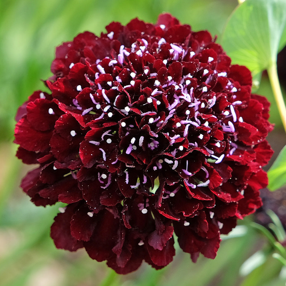 plant with red and black seeds Scabiosa St. George Seeds from Mr Fothergill's Seeds and Plants