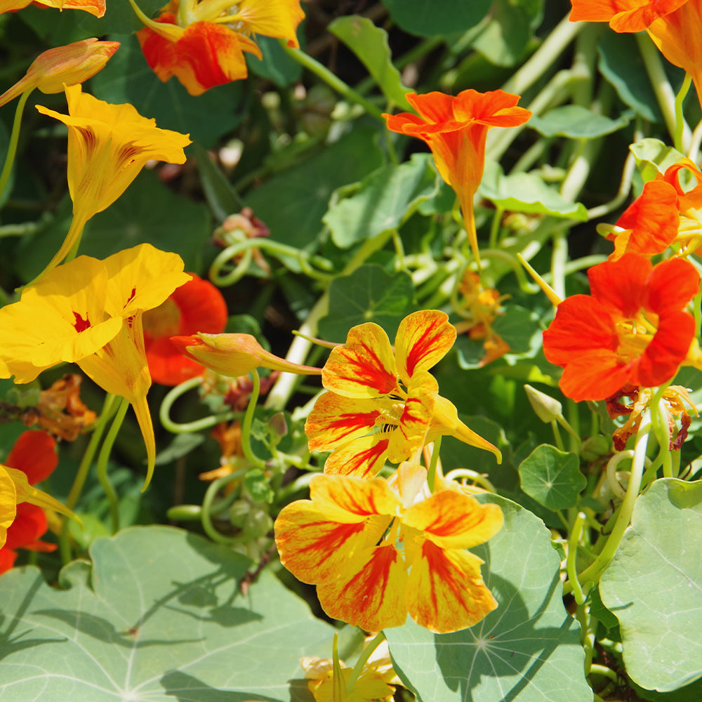 Fun Seeds Nasturtium Eat Me Plant Seeds from Mr Fothergill's Seeds and Plants