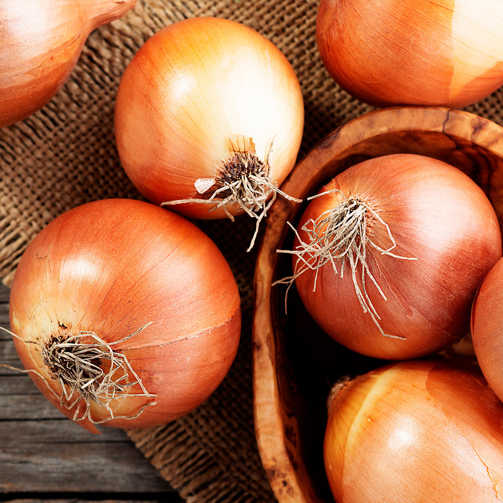 Onion Vento F1 Seeds