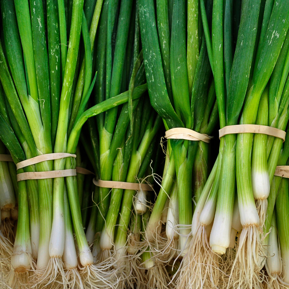 Onion Katana F1 Seeds