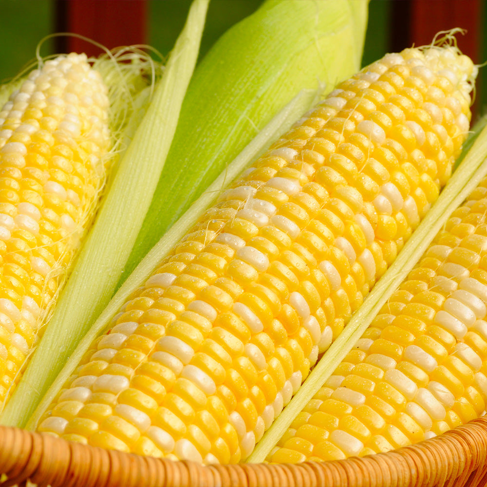 Sweet Corn Ambrosia F1 Seeds