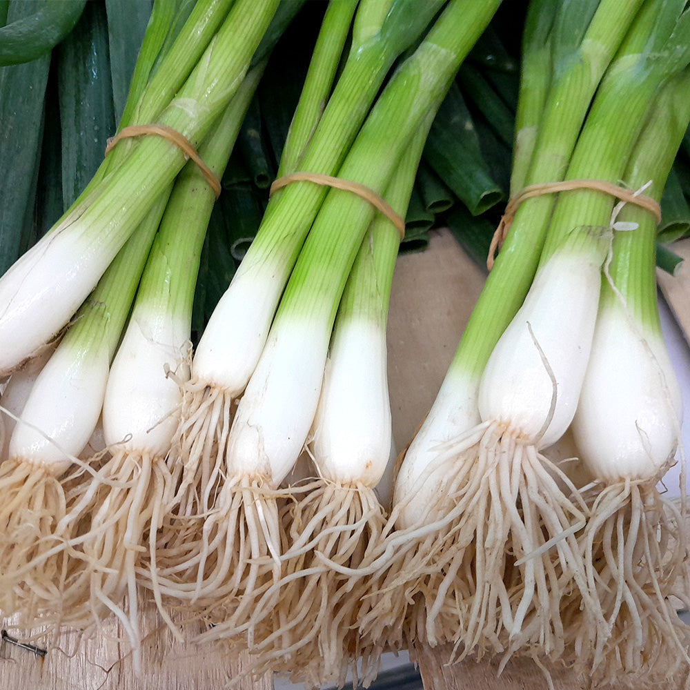 Onion Eiffel Seeds