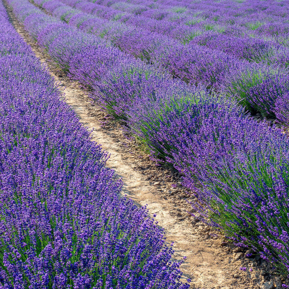 Lavender Hidcote Blue Strain