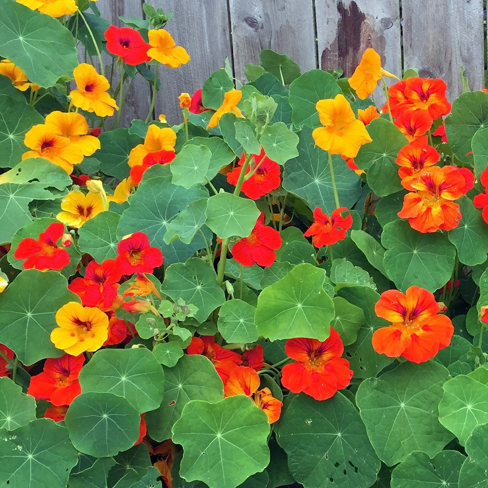 Nasturtium Paso Doble Mix Seeds from Mr Fothergill display picture 2