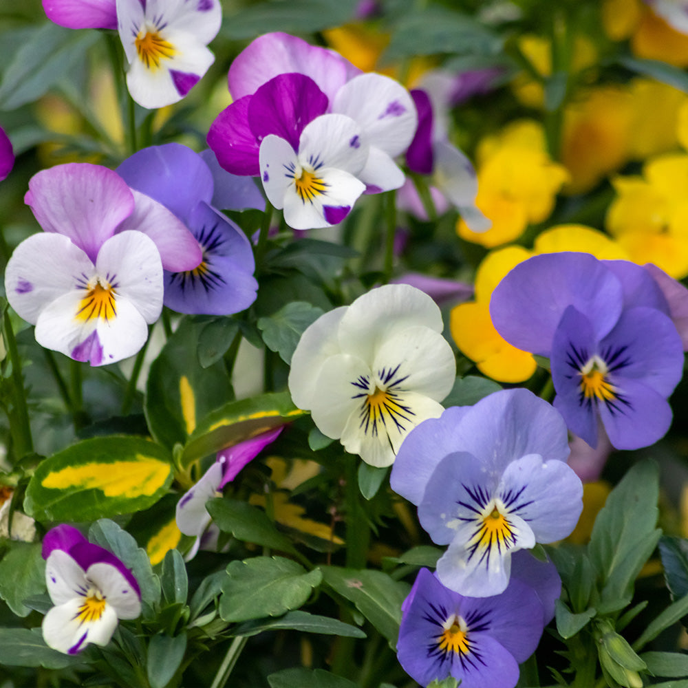 viola plant seeds Viola Comedy Mix F2 Seeds