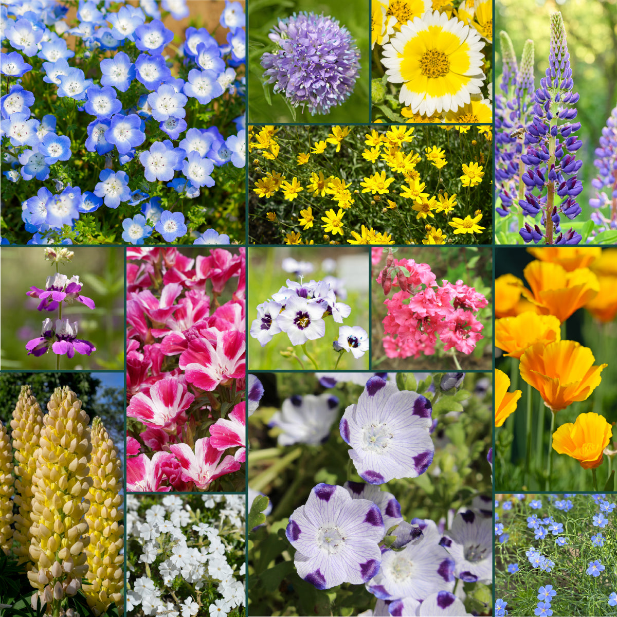 Northwest Grown All Perennial Wildflower Seed Mix