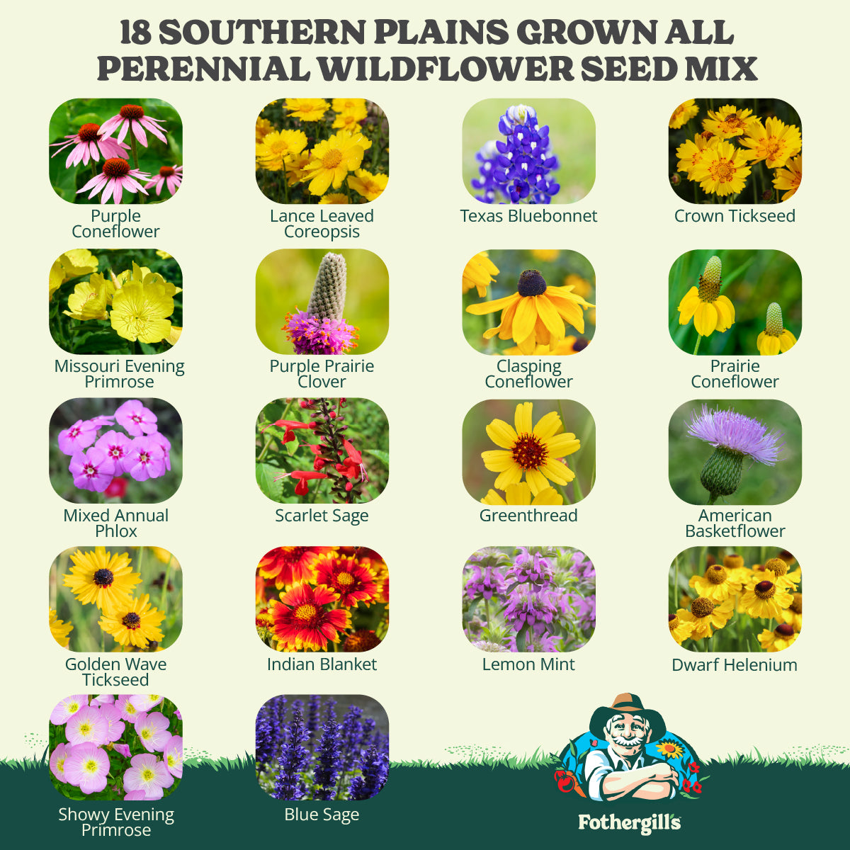 Southern Plains Grown All Perennial Wildflower Seed Mix