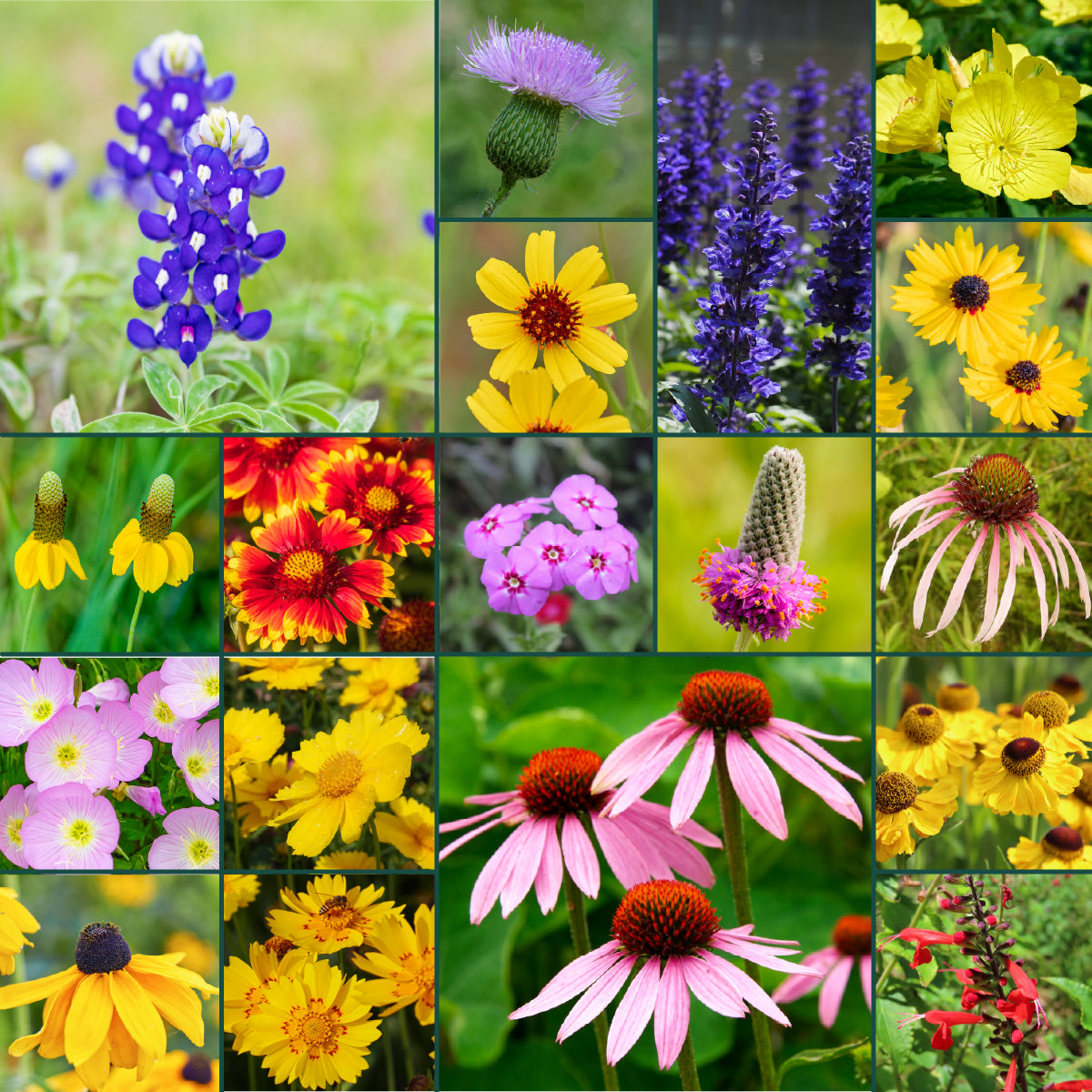 Southern Plains Grown All Perennial Wildflower Seed Mix
