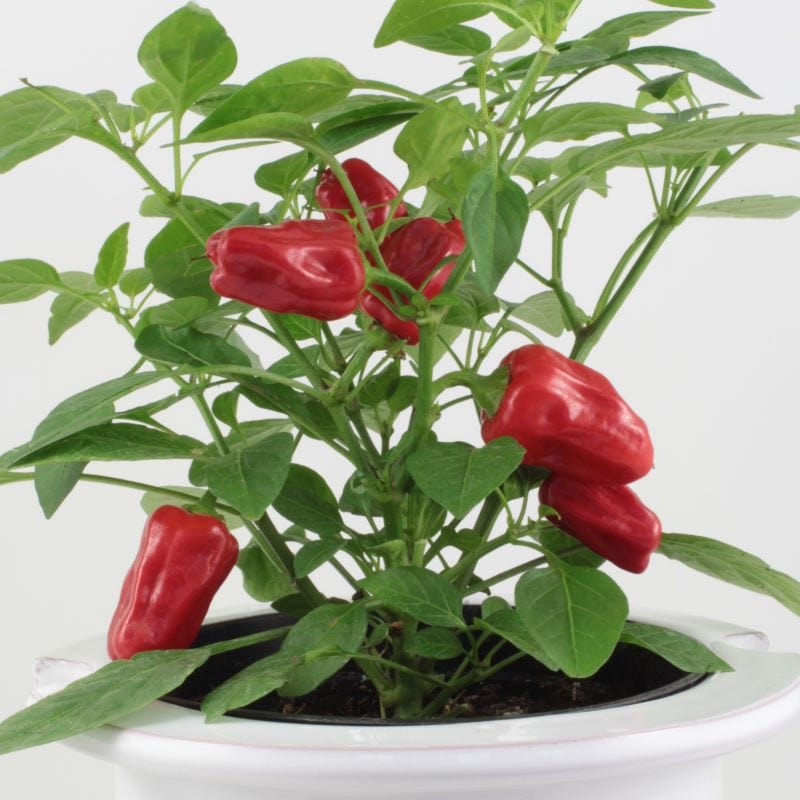 red pepper plant in pot Pepper (Hot) Hotpot Seeds from Mr Fothergill's